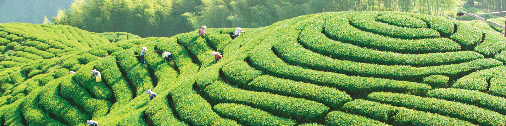 皇冠茶業創立