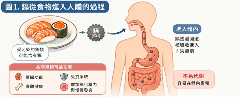 鎘從受污染海鮮進入人體並經腸道吸收累積的示意圖
