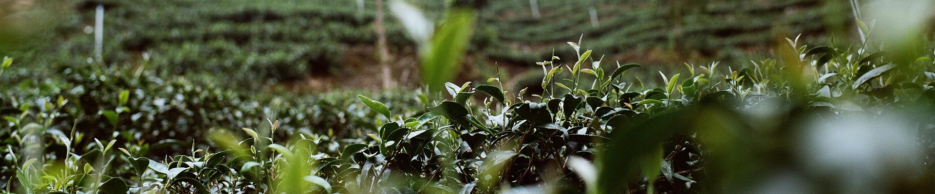 茶葉 茶園