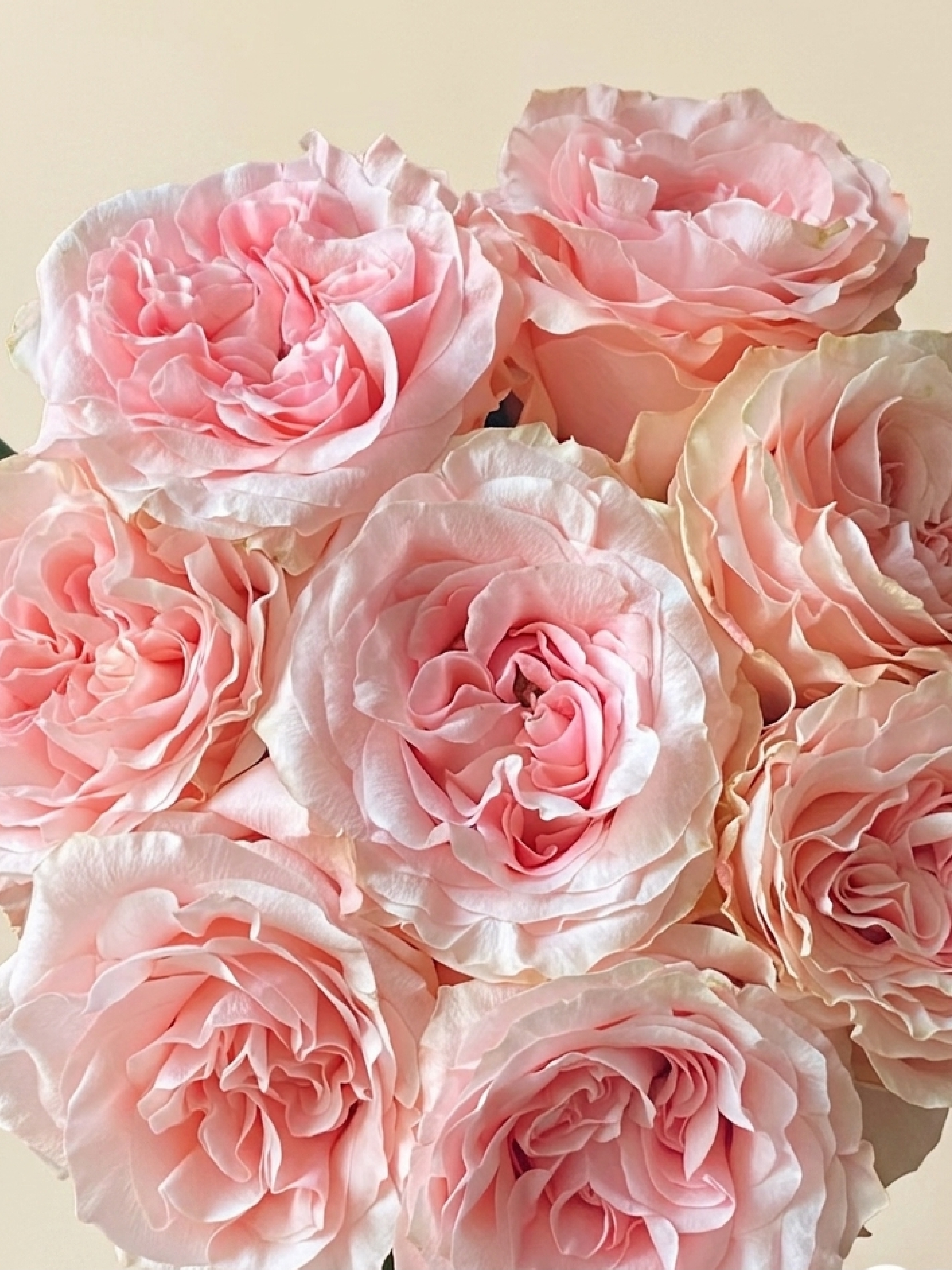 Princess Crown・皇冠公主 進口玫瑰鮮花束
