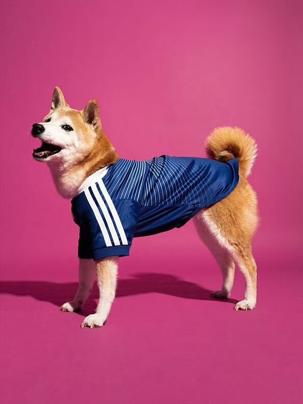 ADIDAS / JFA Pets Clothes (XS Size Only)