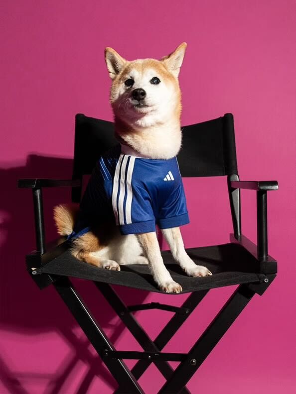 ADIDAS / JFA Pets Clothes (XS Size Only)