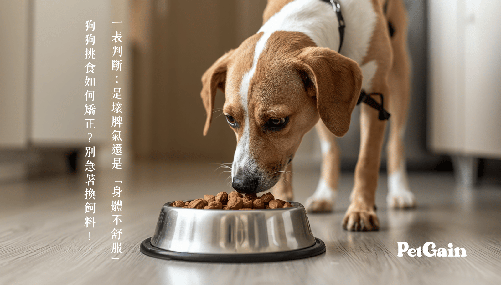 狗狗挑食如何矯正？別急著換飼料！一表判斷是壞脾氣還是「身體不舒服」