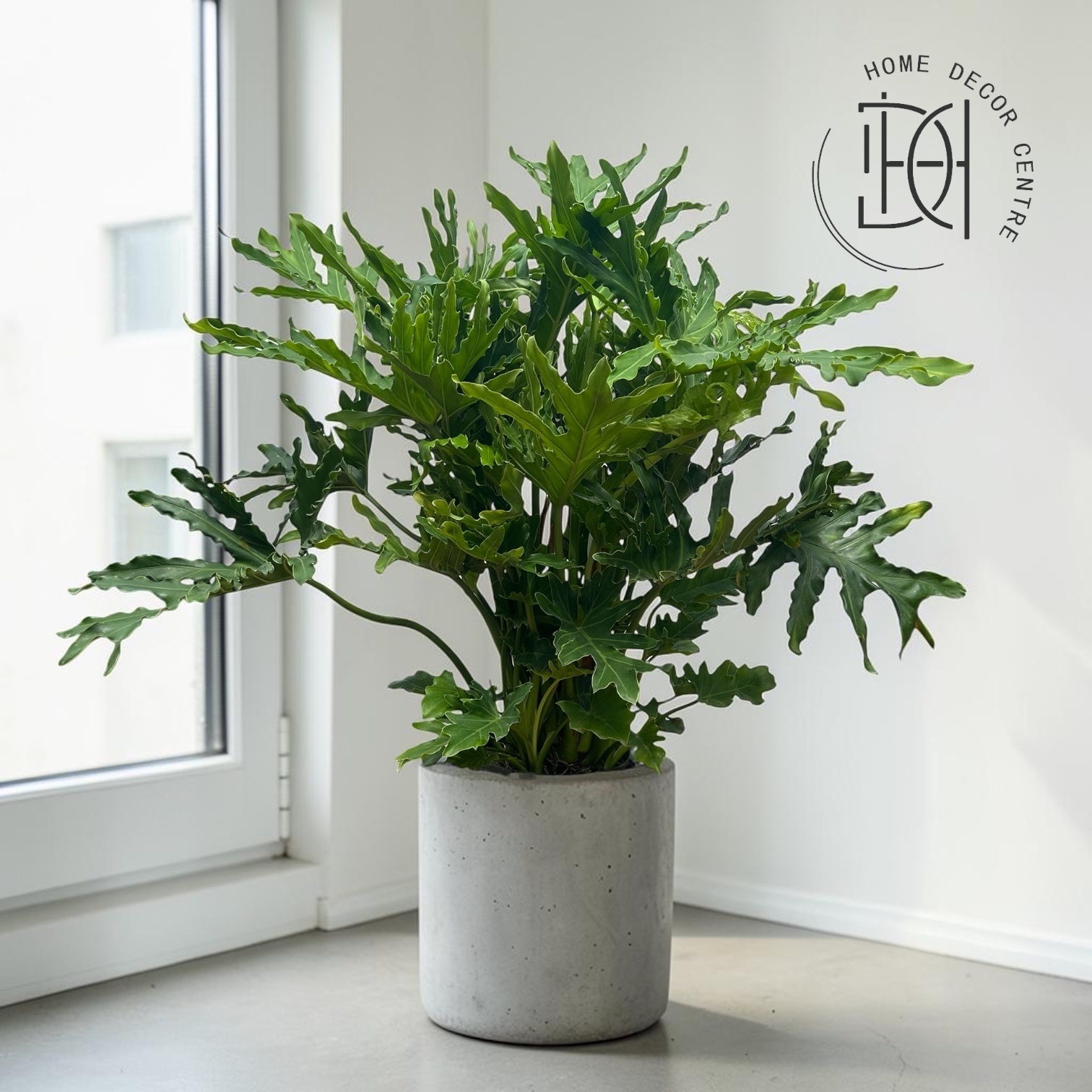 Philodendron selloum