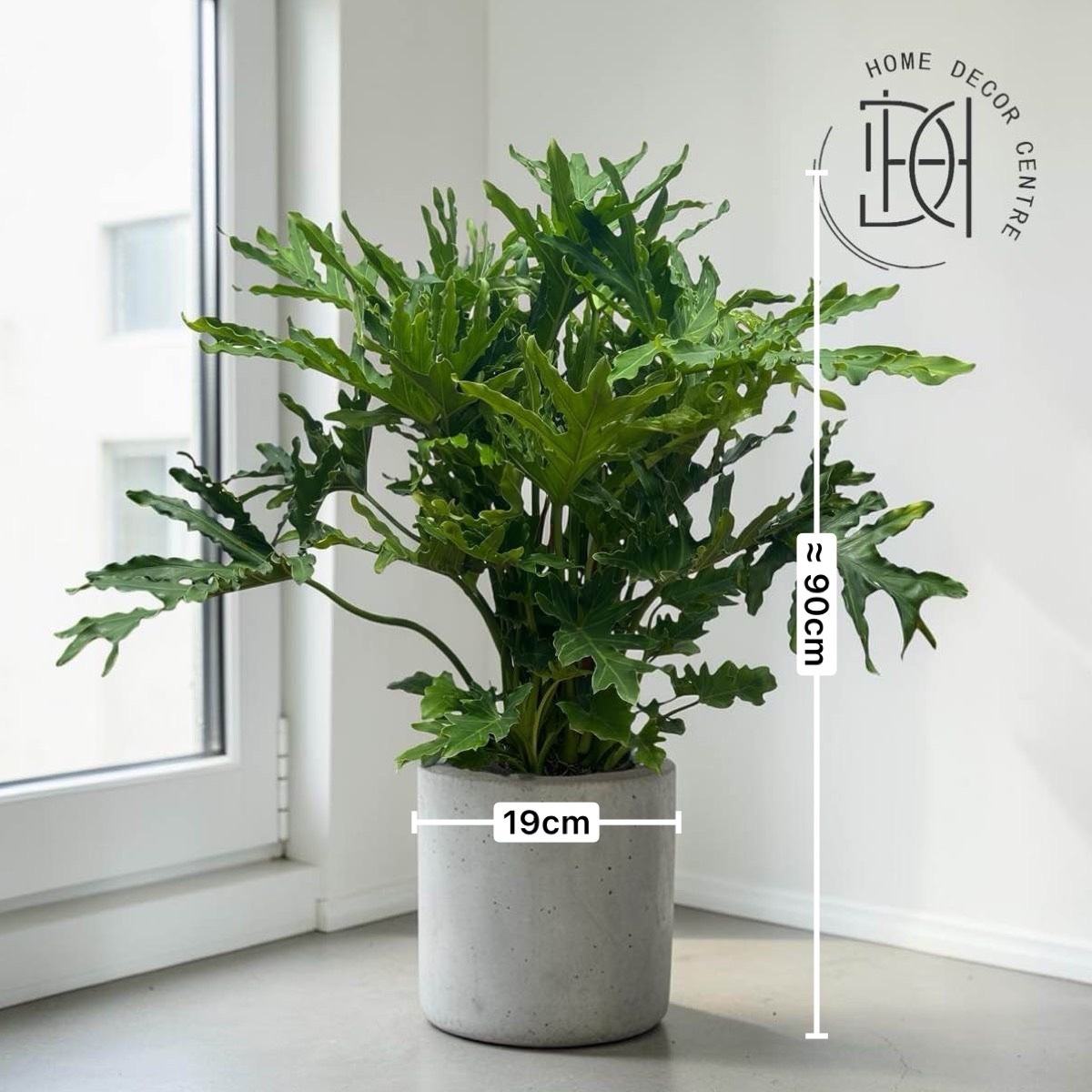 Philodendron selloum