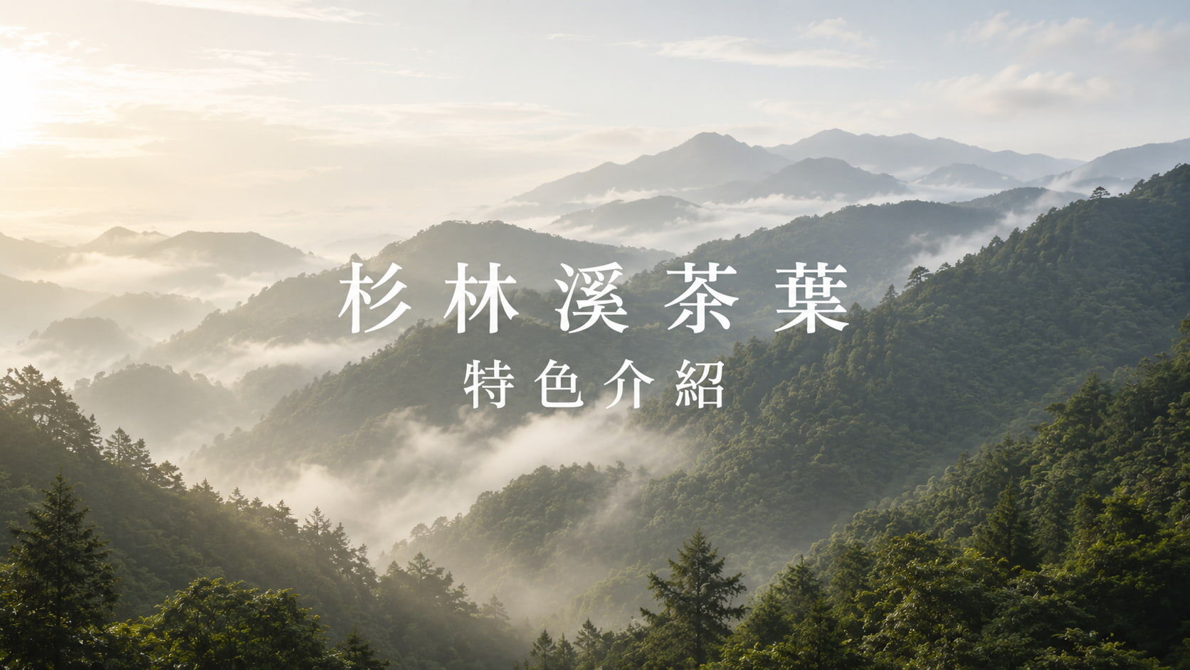 杉林溪高山烏龍茶葉｜一心二葉手採、金黃茶湯、杉木清香