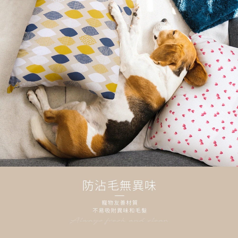 防沾毛無異味，寵物友善材質，不易吸附異味和毛髮。可愛米格魯與抱枕並肩躺臥。