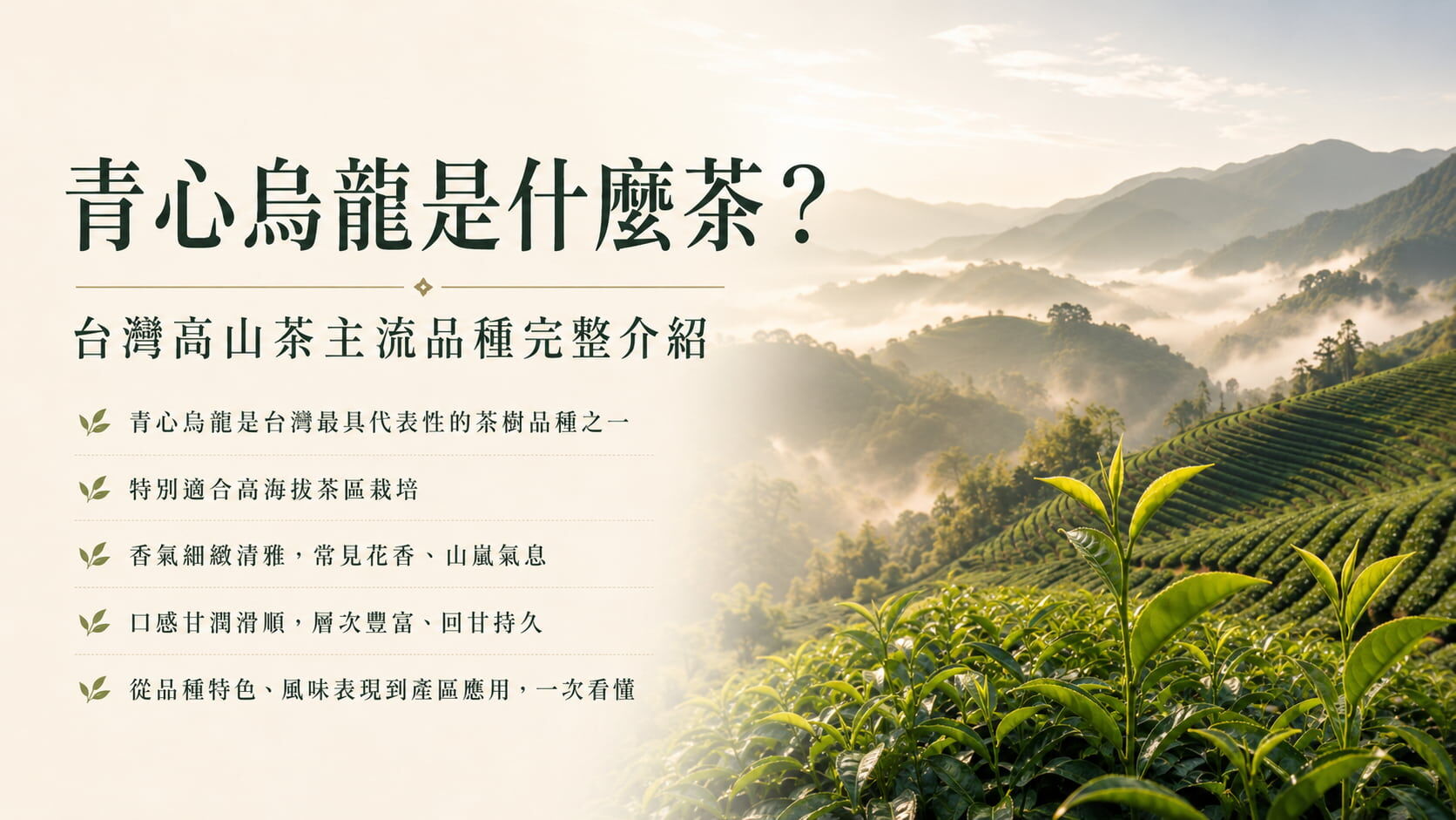 青心烏龍是什麼茶