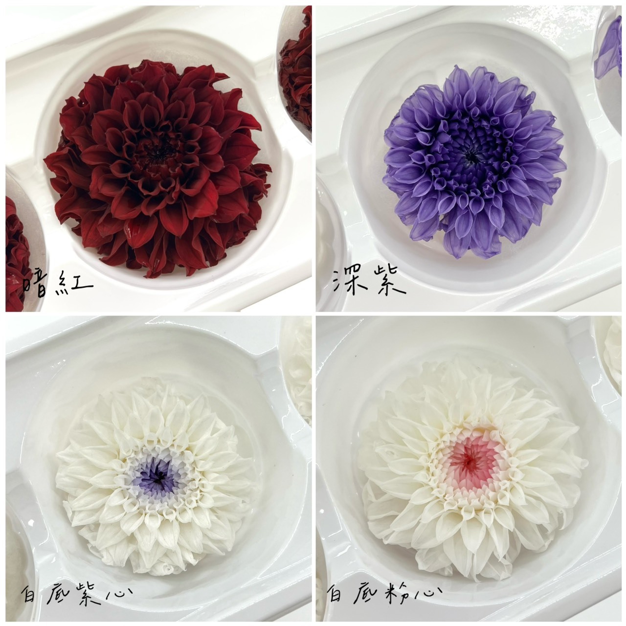 不凋大理花(3朵)