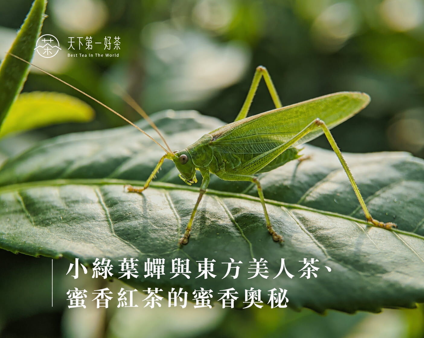 小綠葉蟬與東方美人茶、蜜香紅茶的蜜香奧秘