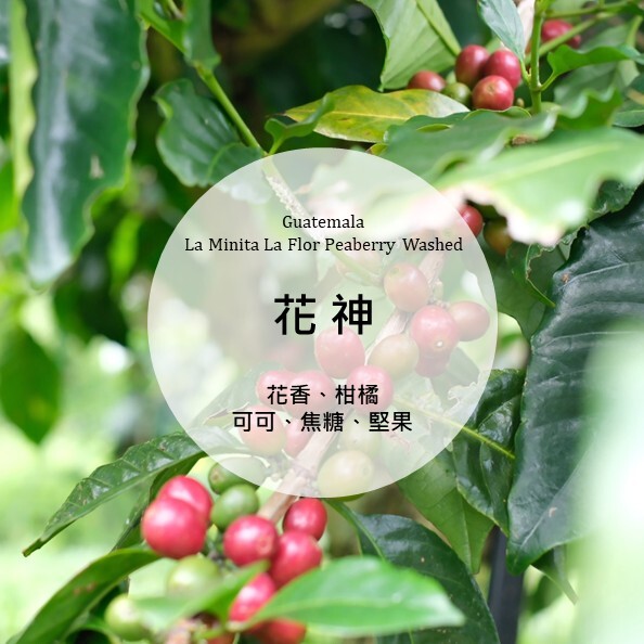 Guatemala La Minita La Flor Peaberry Washed
