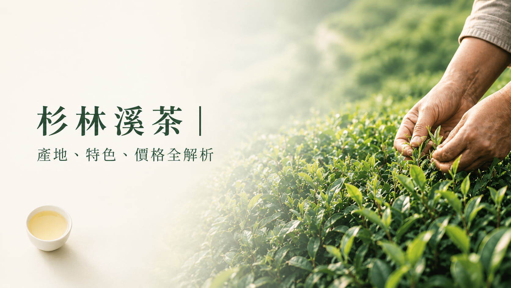 杉林溪茶｜產地、特色、價格全解析