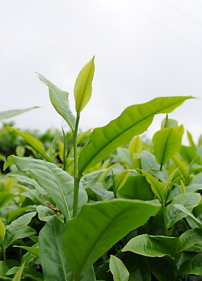 臺茶 18 號茶芽外觀