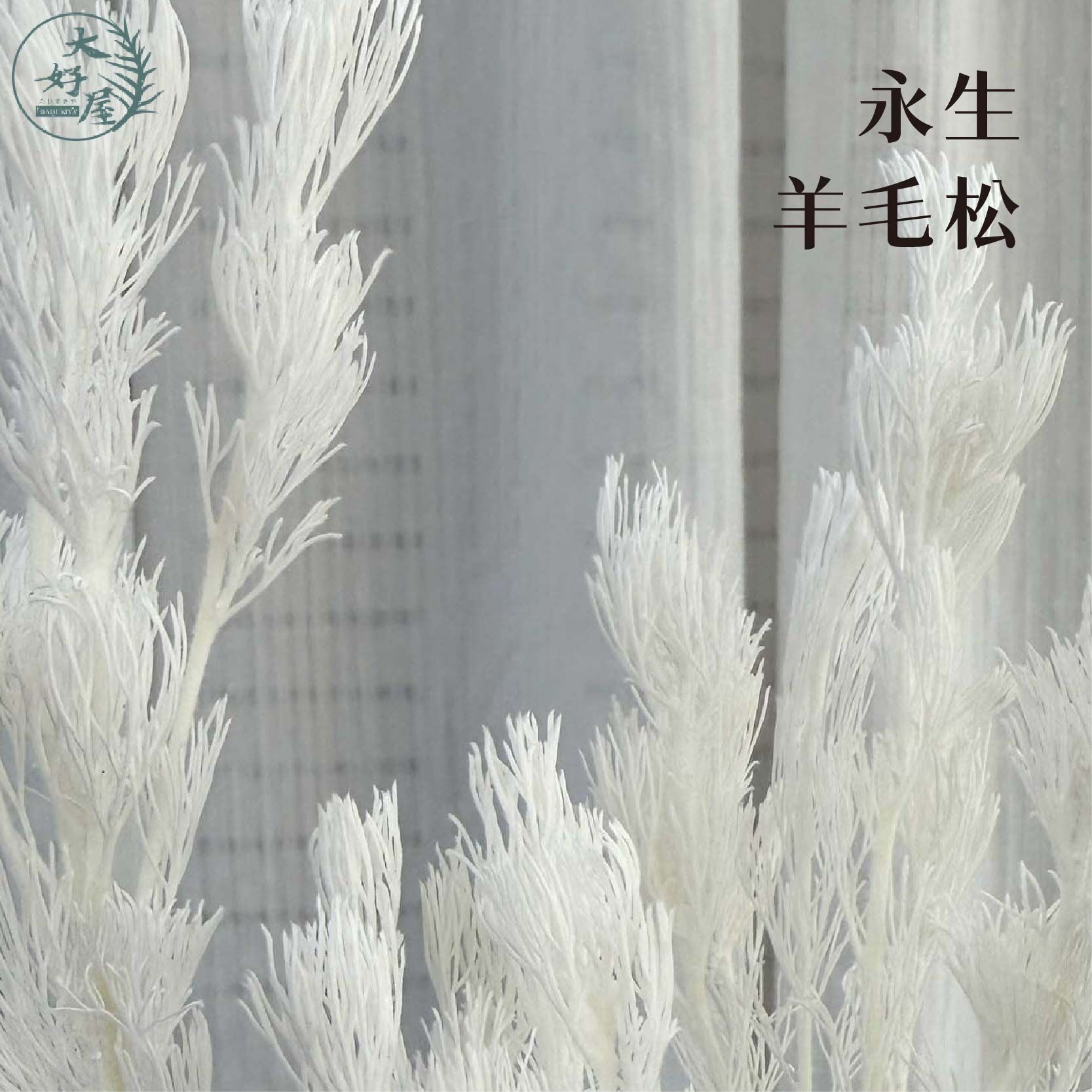 永生羊毛松【大束裝】