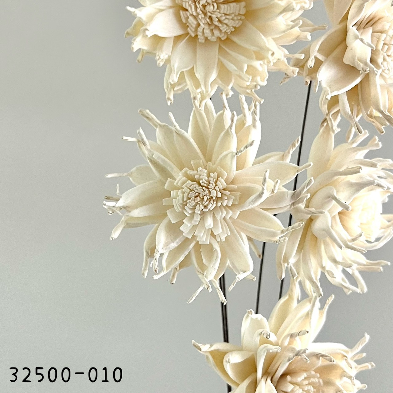 日本索拉尖葉非洲菊 32500-010