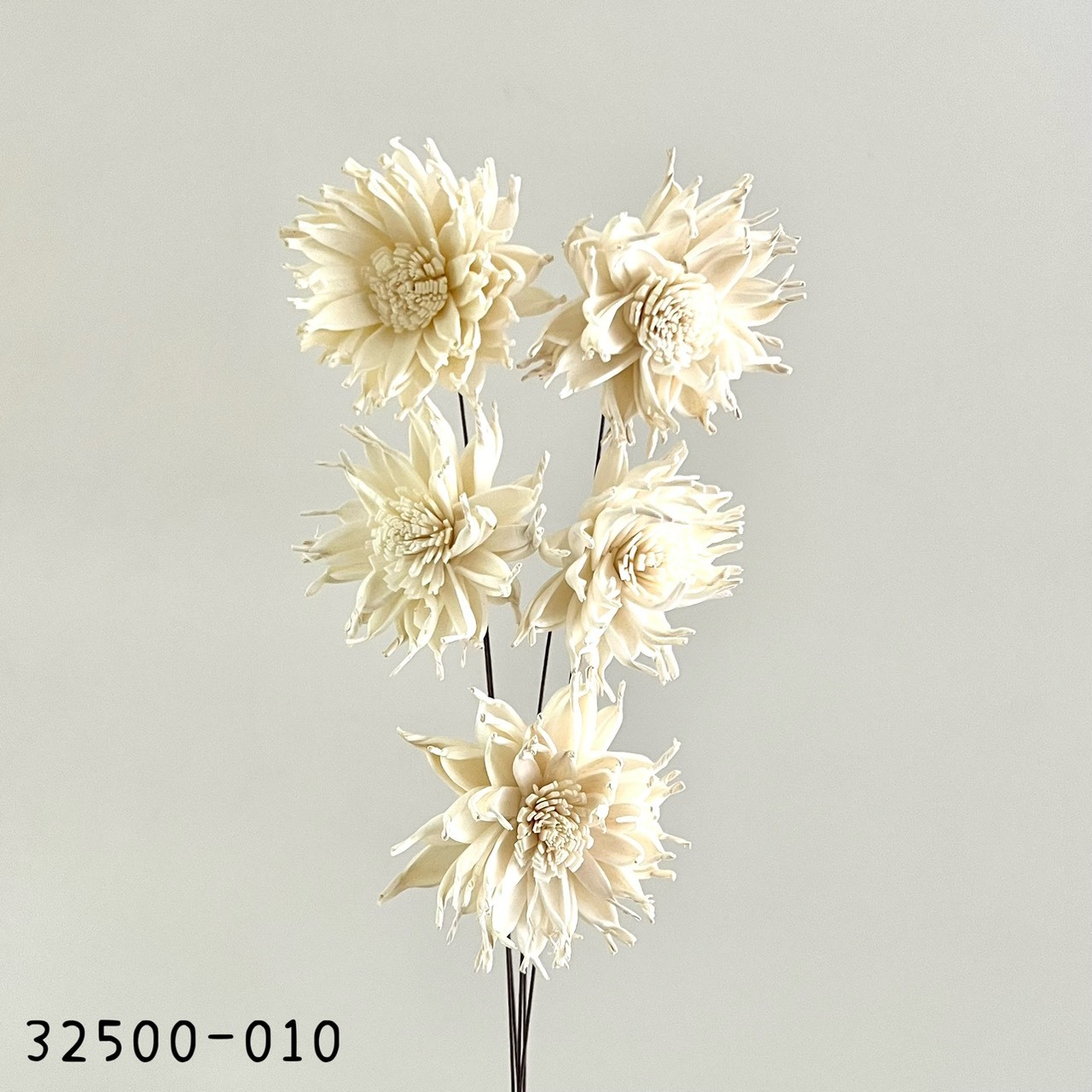 日本索拉尖葉非洲菊 32500-010