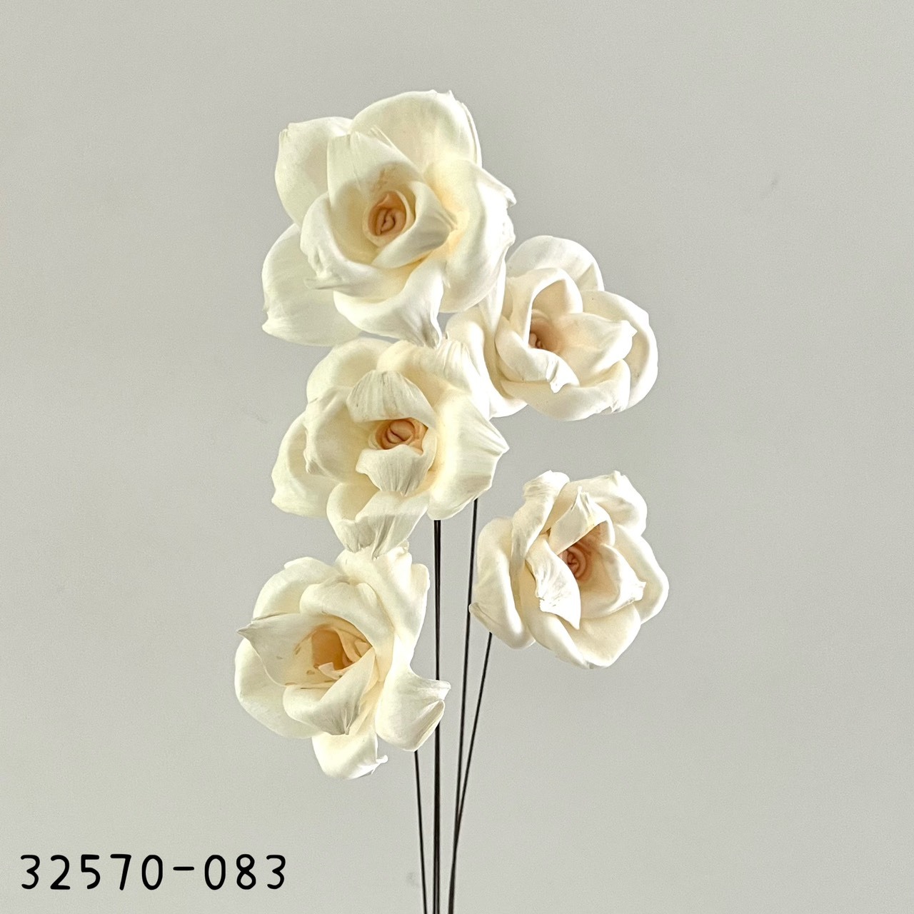 日本索拉愛麗絲玫瑰 32570-083