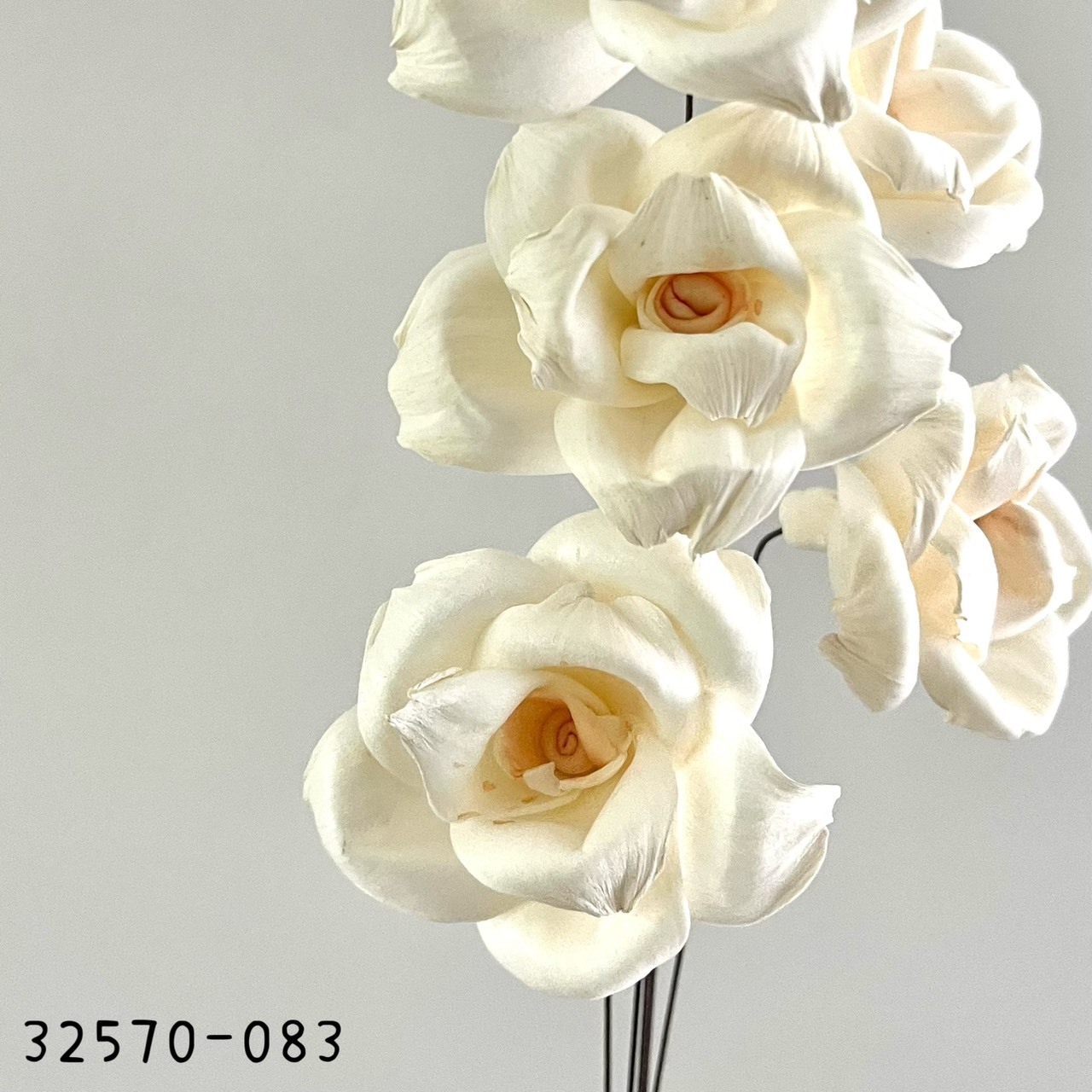 日本索拉愛麗絲玫瑰 32570-083