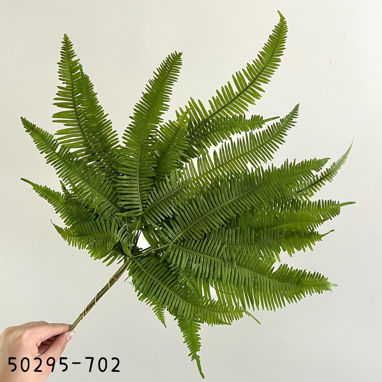 日本不凋芒萁 50295-702