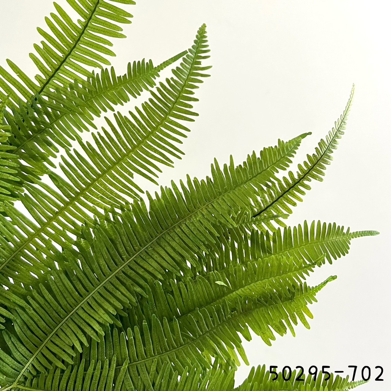日本不凋芒萁 50295-702