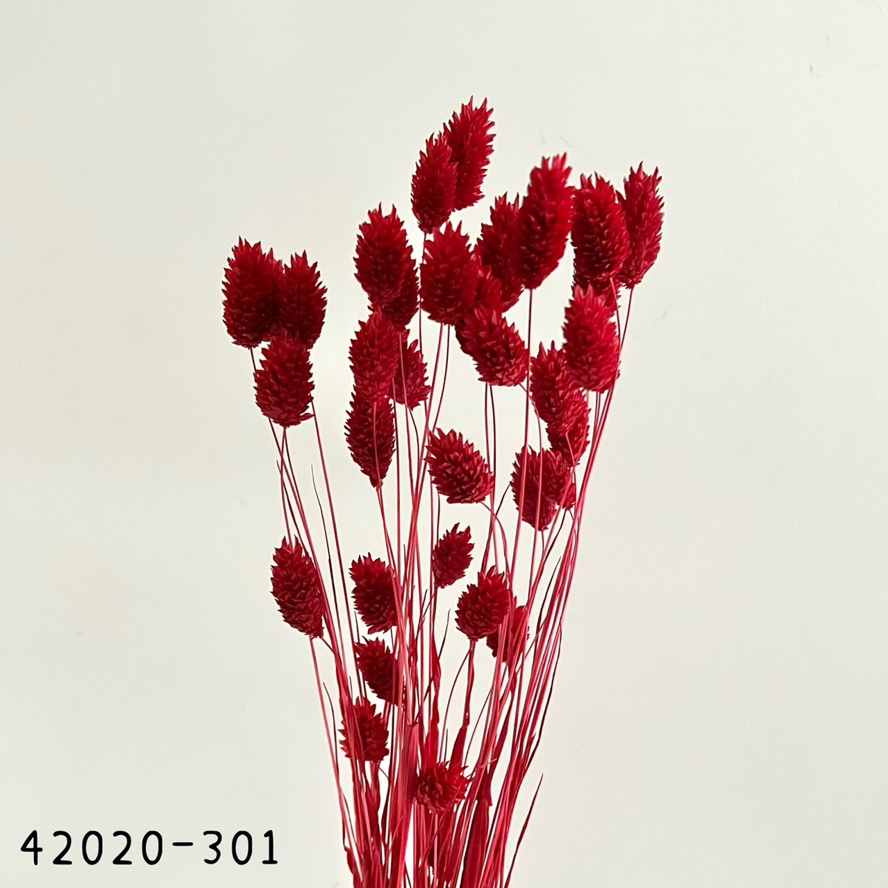 日本乾燥加那利 42020-301