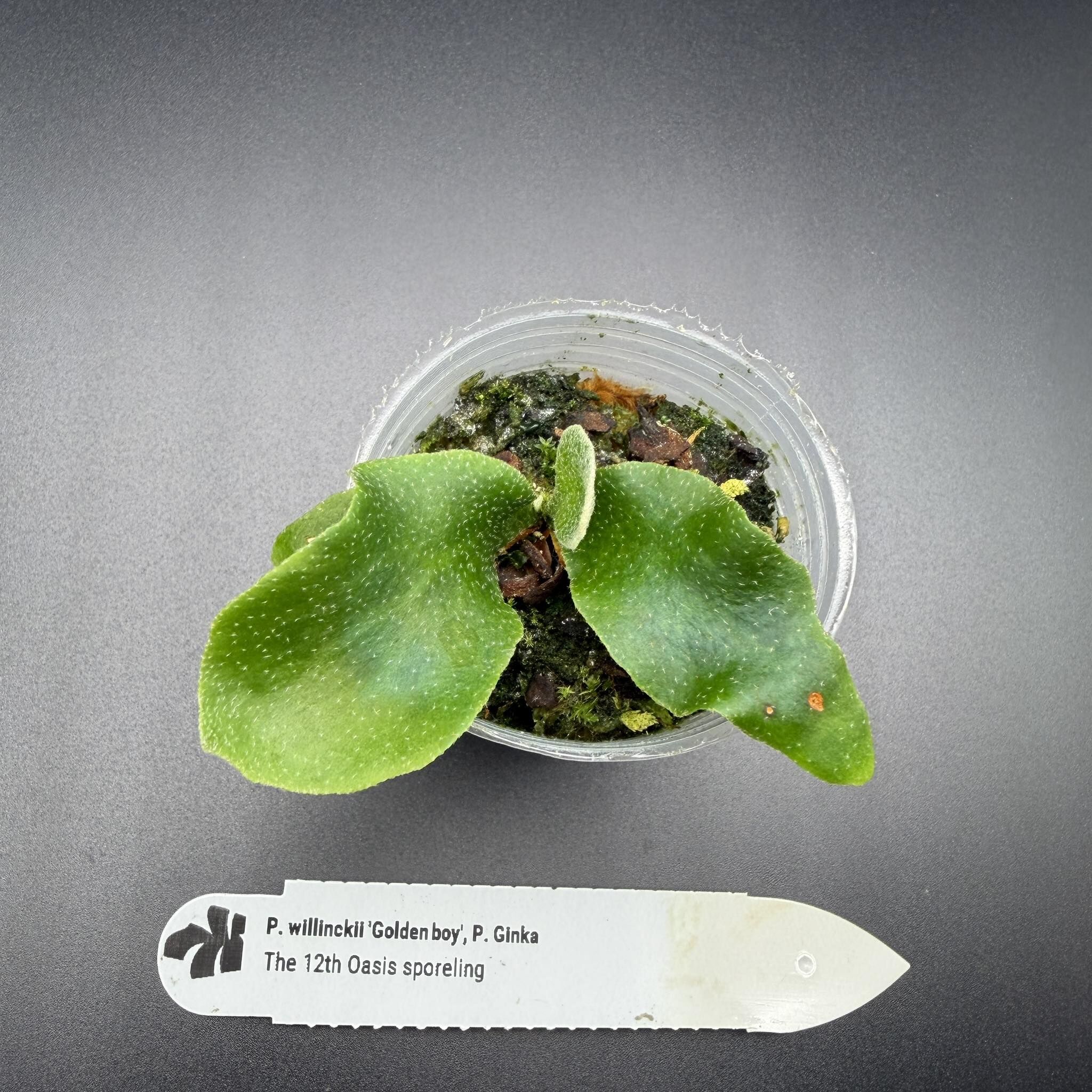 観葉植物 P. Ginka sporeling