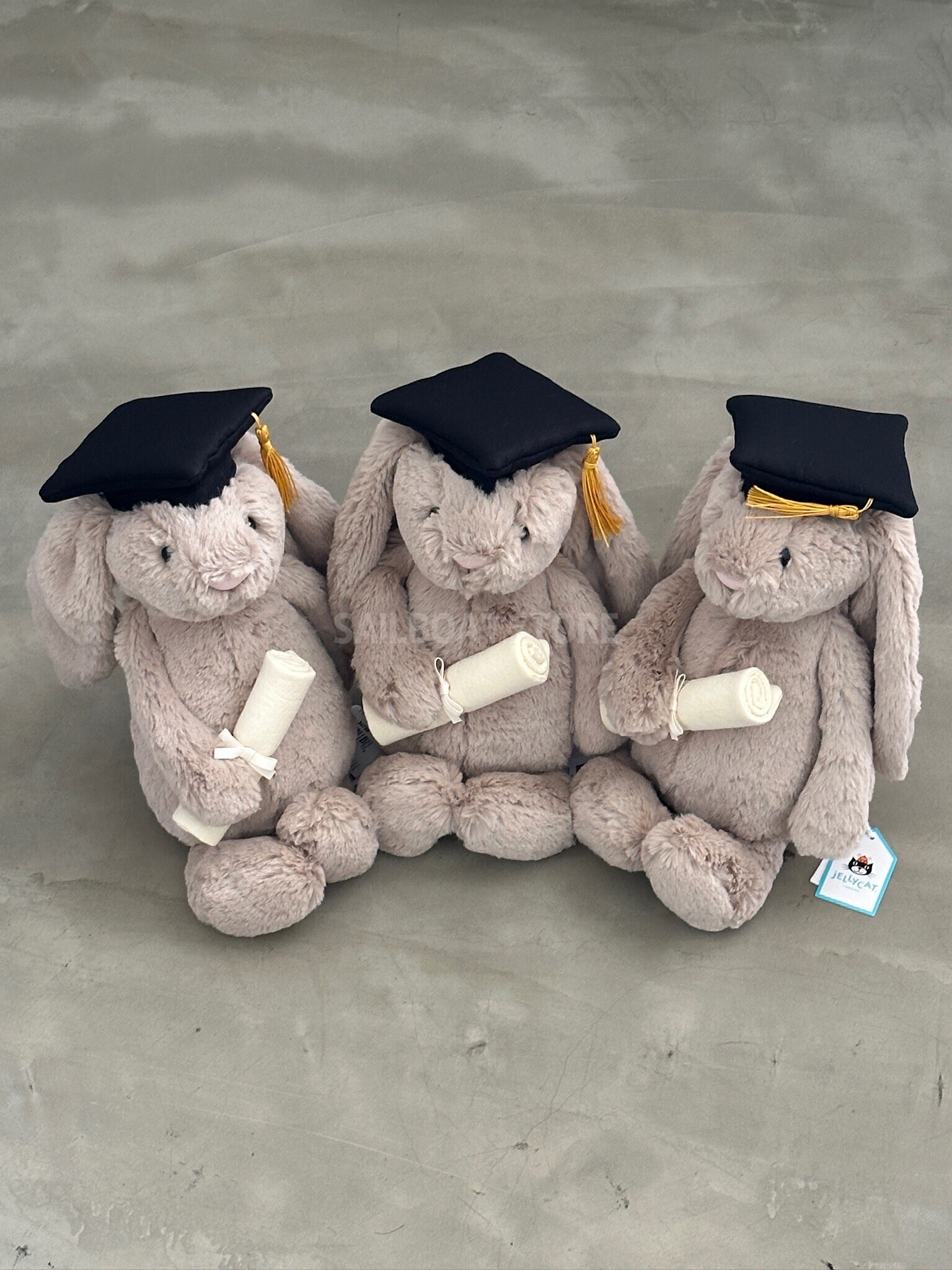 #現貨 Jellycat Bashful Bunny 畢業兔兔 絨毛娃娃