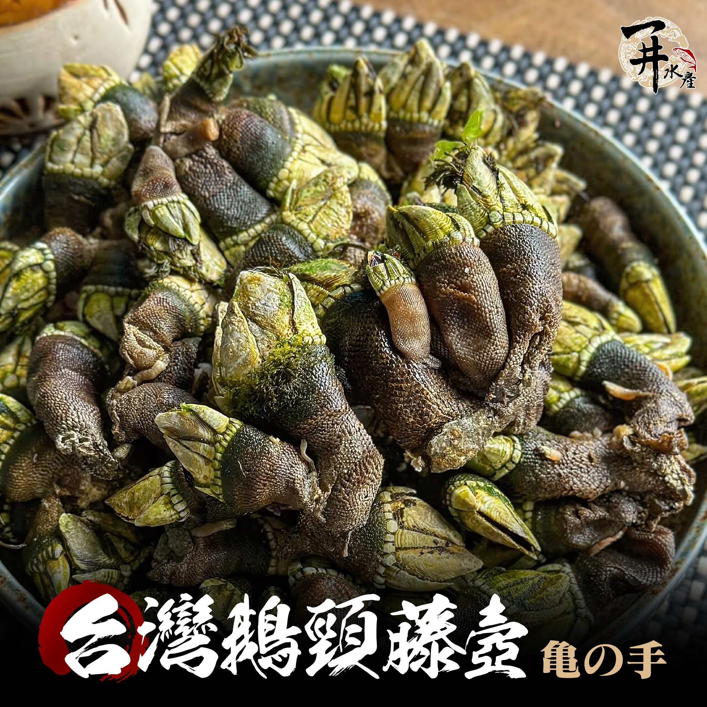台灣 鵝頸藤壺