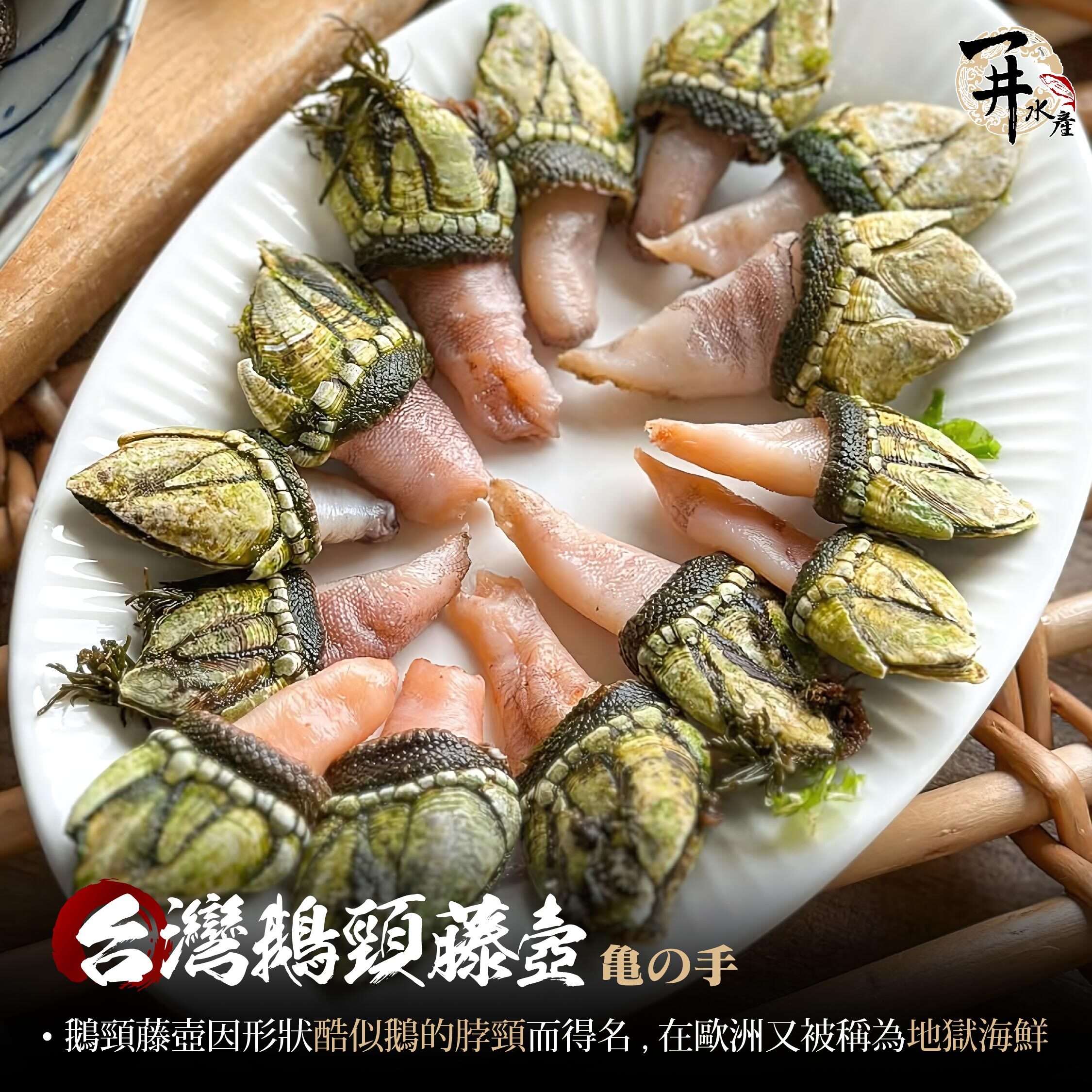 台灣 鵝頸藤壺