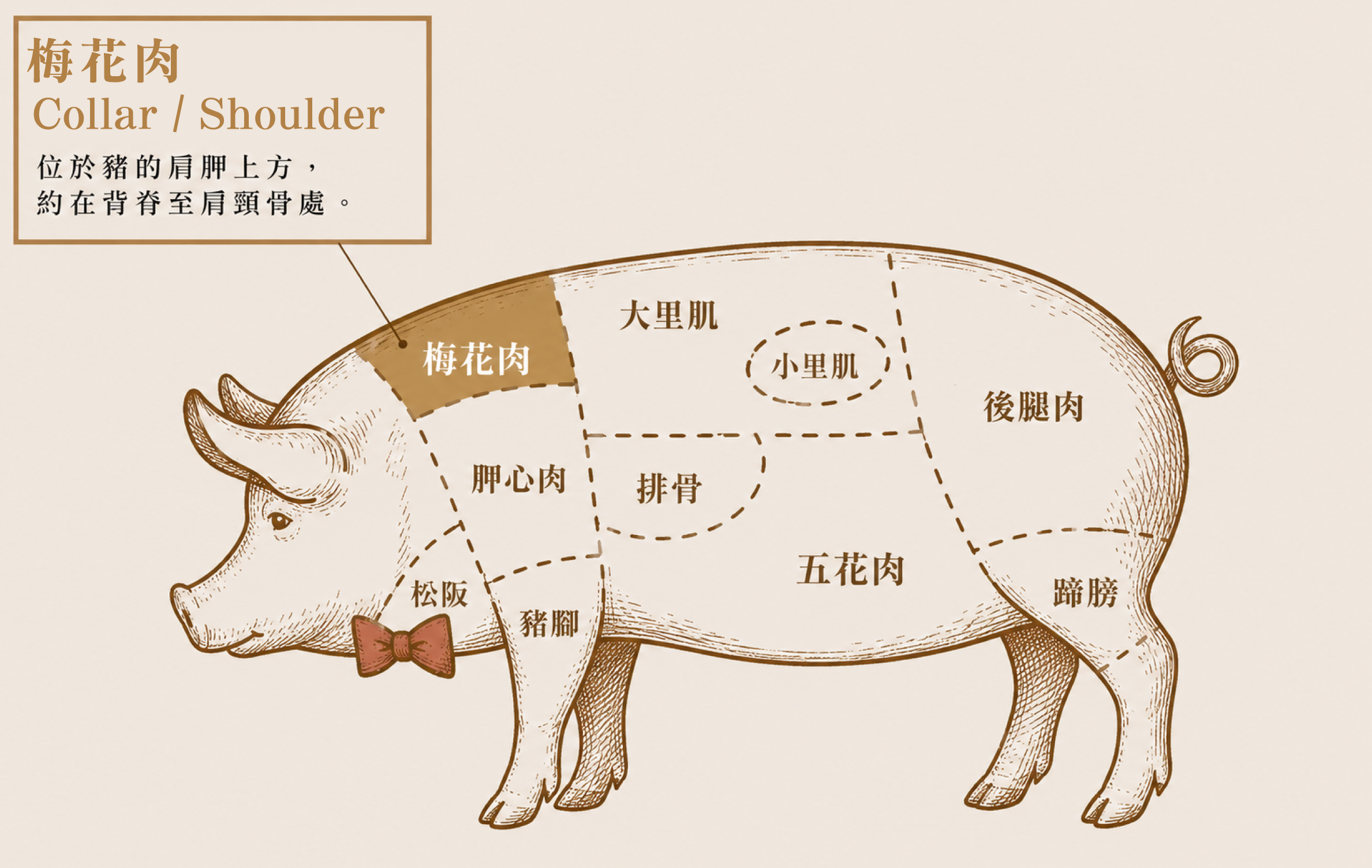 里肌肉（Loin） 位於豬的背部脊骨兩側，肌肉纖維單純且紮實。
