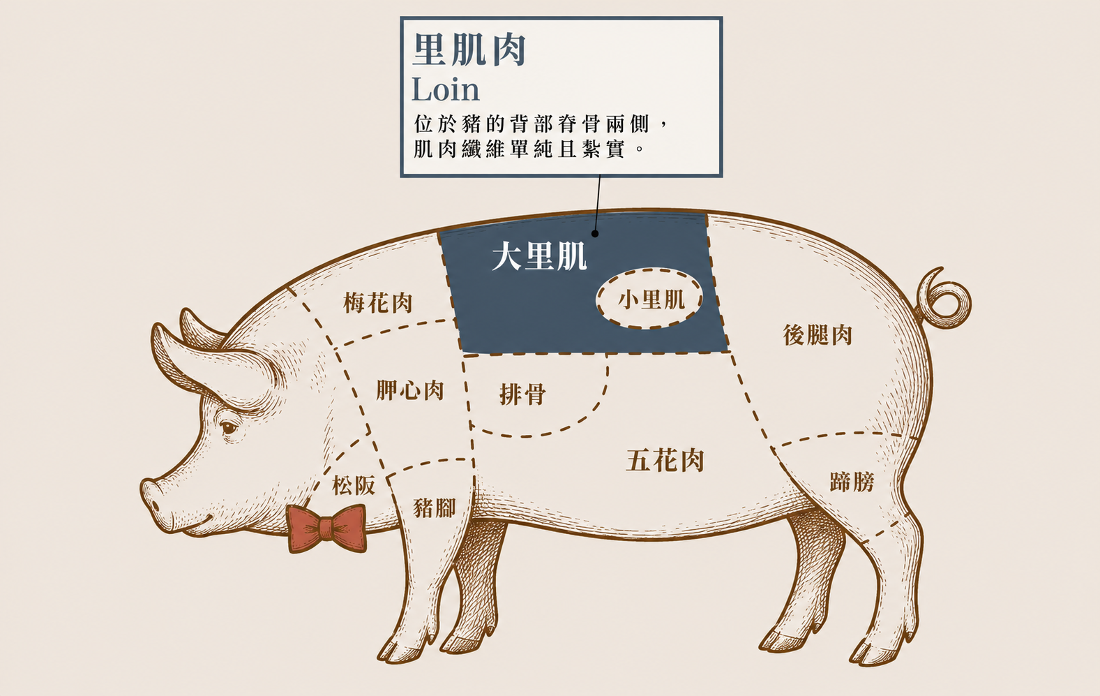 里肌肉（Loin） 位於豬的背部脊骨兩側，肌肉纖維單純且紮實。