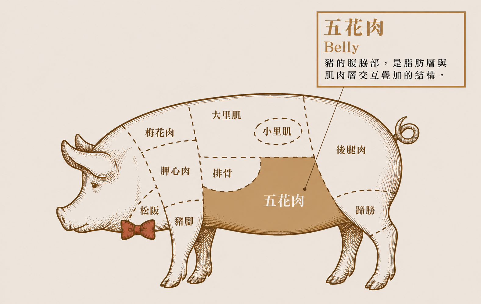 五花肉（Belly） 豬的腹脇部，是脂肪層與肌肉層交互疊加的結構。