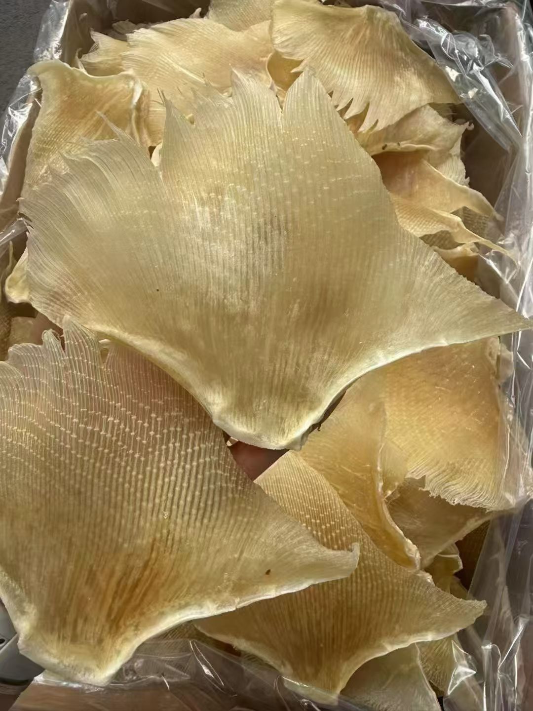 (7447) 特大隻鰩魚翅一磅