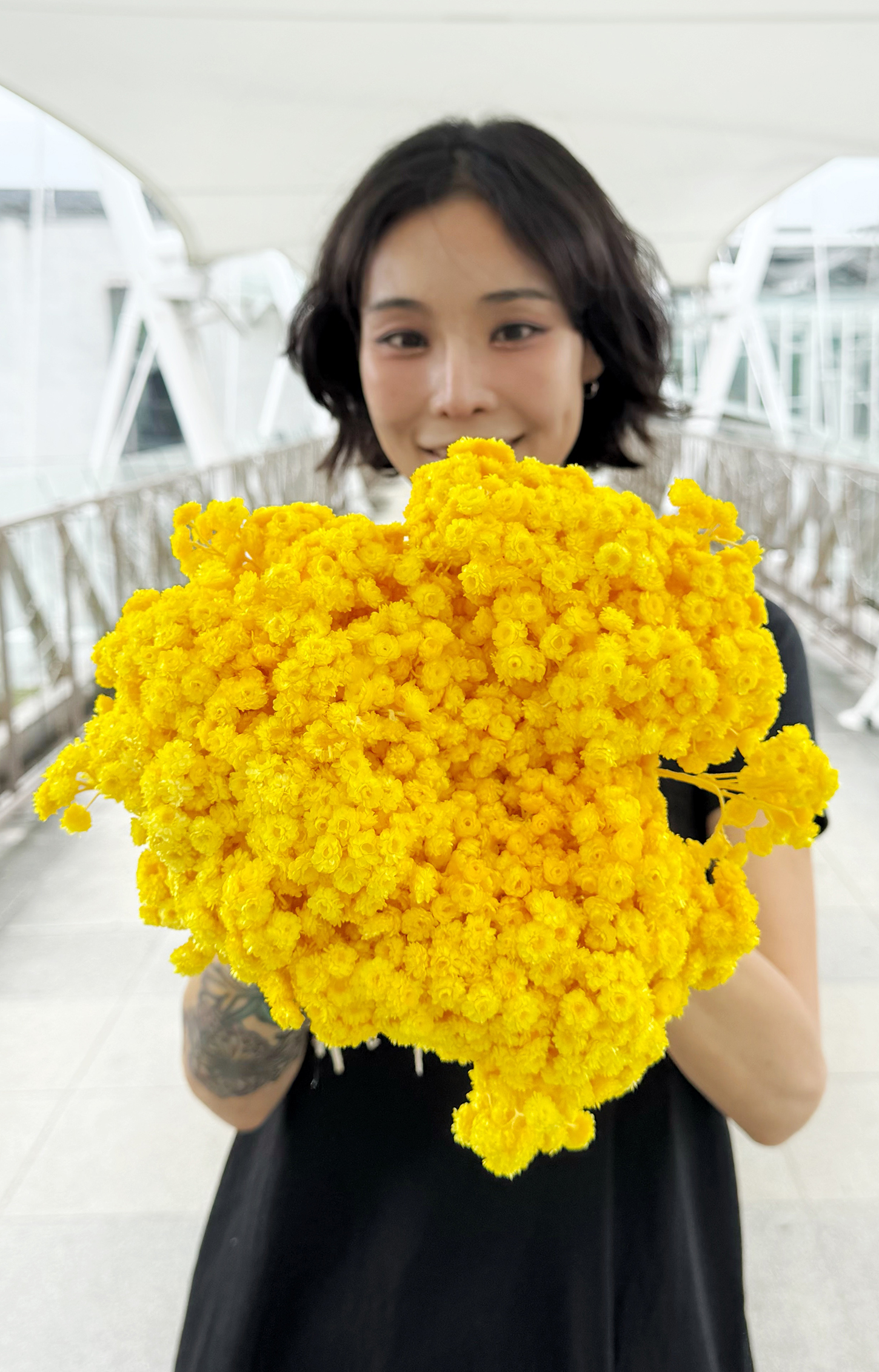 義大利乾燥蠟菊（多色）