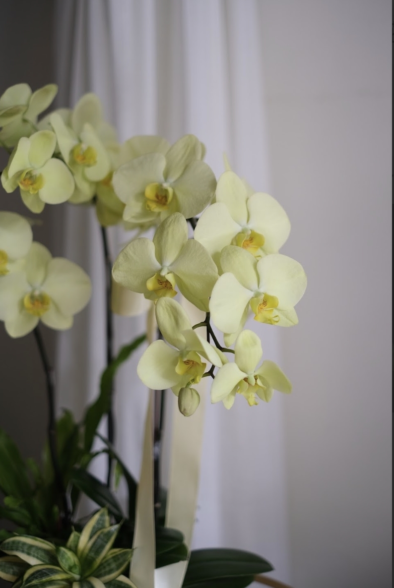 盛｜慢式蘭花（Ｌ）