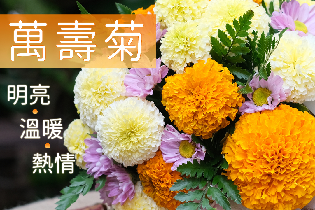 明亮×溫暖×熱情「萬壽菊」
