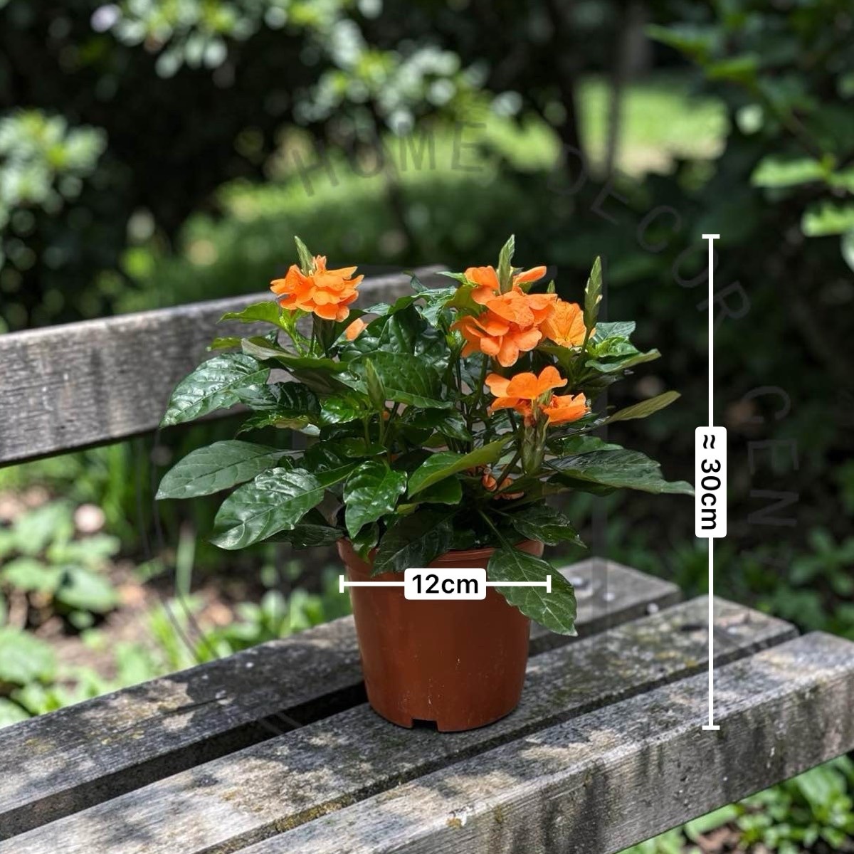 鳥尾花