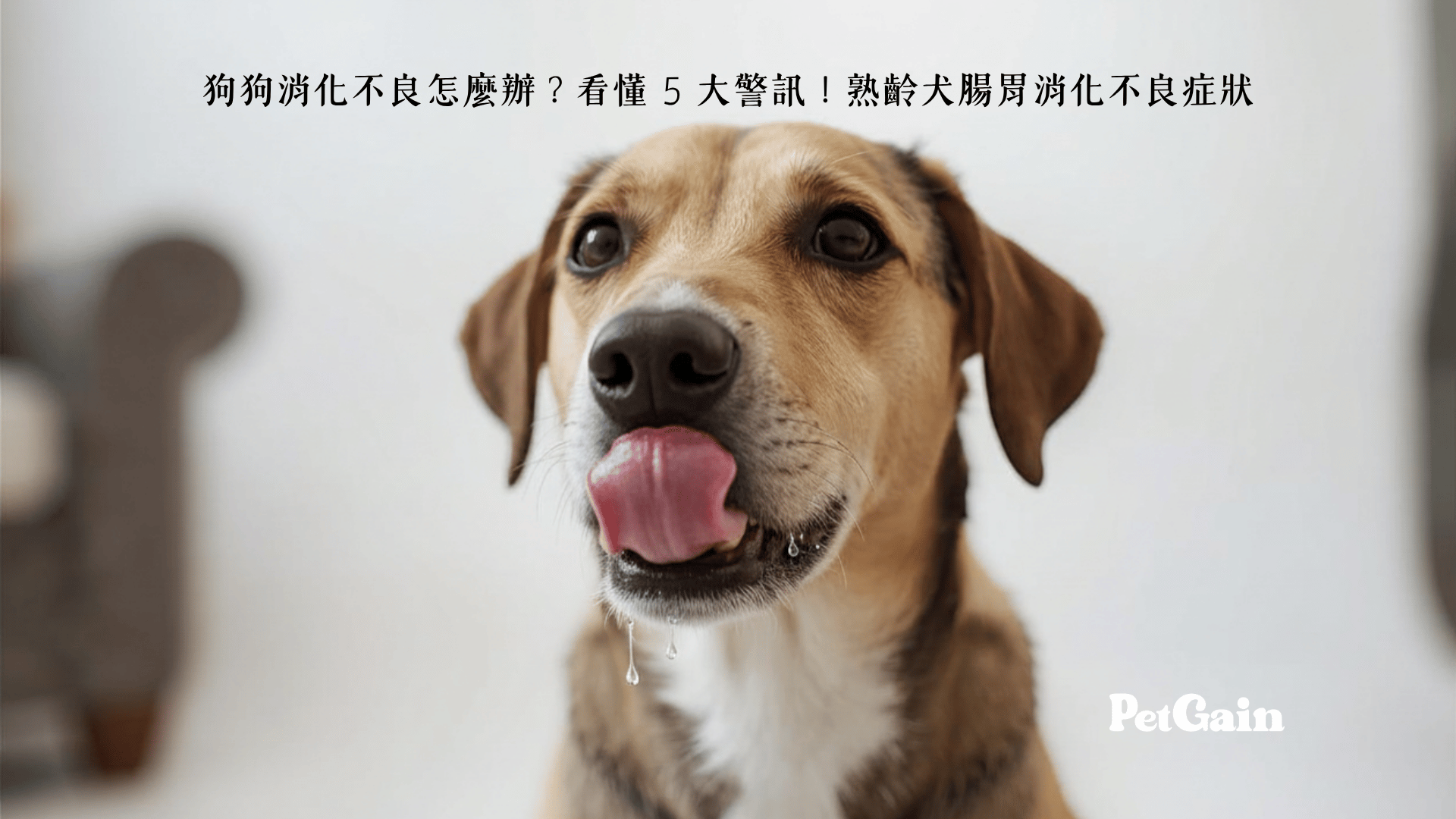 狗狗消化不良的5大警訊與症狀 - PetGain