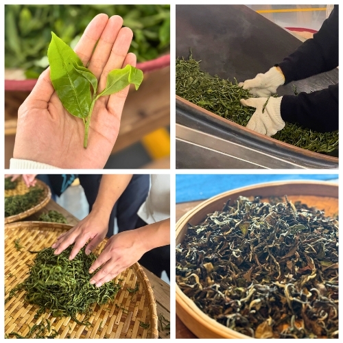 景邁山古茶林｜親手製作一片屬於自己的普洱茶｜瑜茶舍