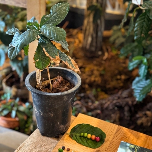 大開河咖啡莊園｜從茶到咖啡的風味延伸｜瑜茶舍