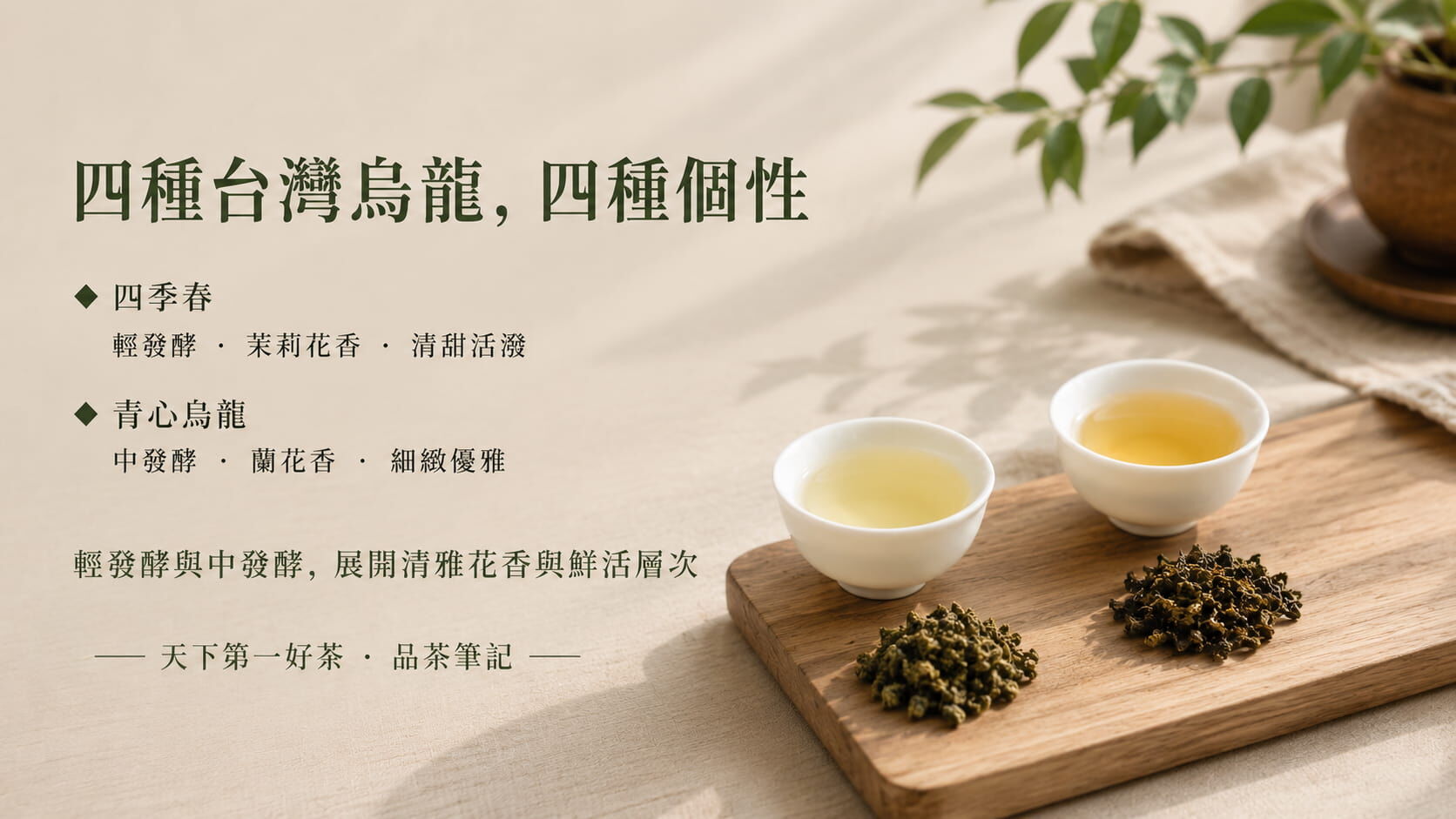 台灣四大烏龍茶四季春、青心烏龍、凍頂、金萱風味比較圖，發酵程度與香氣特色對照