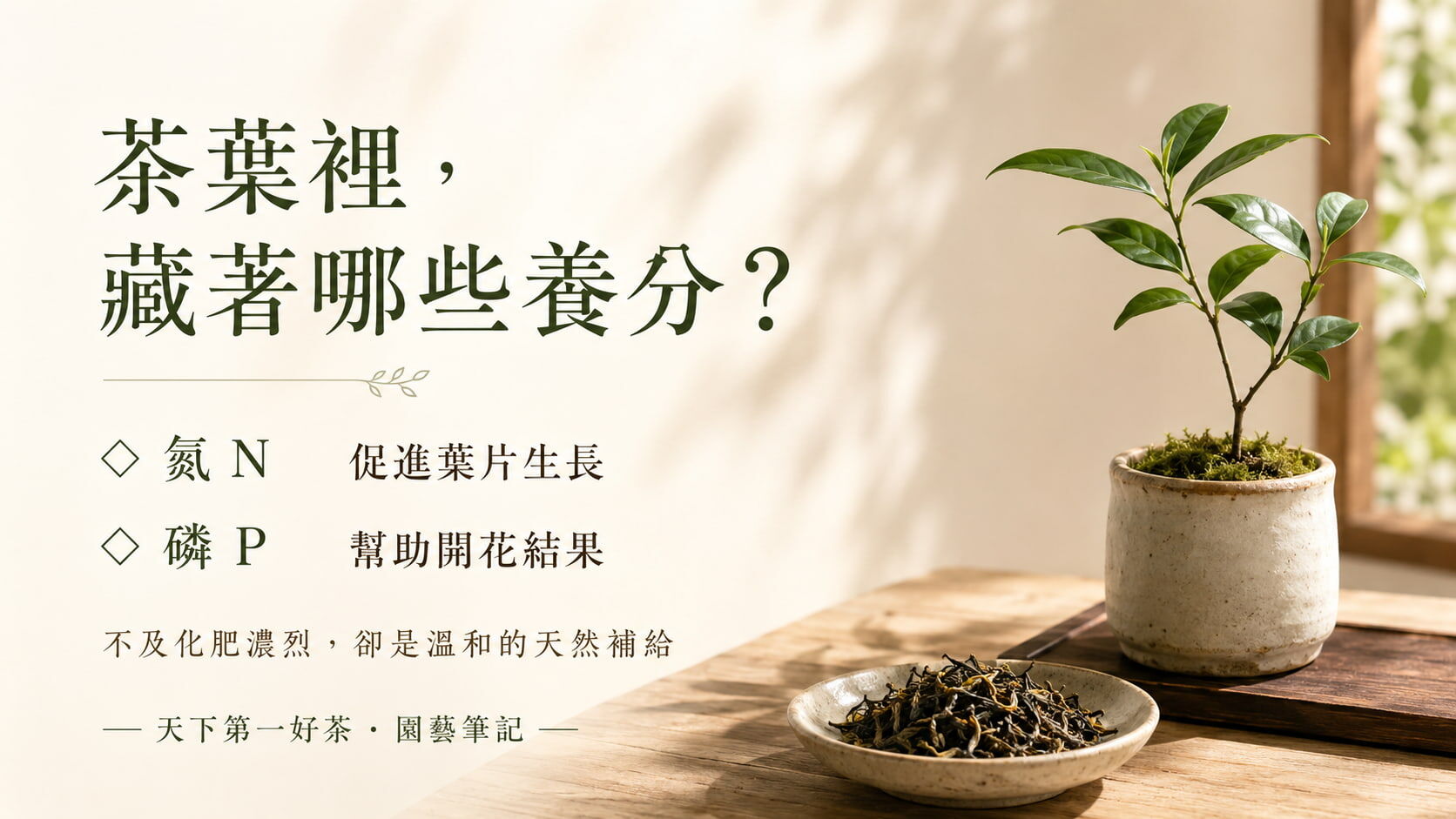 茶葉養分組成示意圖，氮磷鉀三元素與有機質在園藝施肥上的功能說明