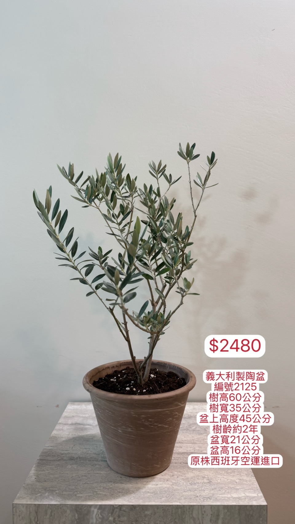【橄享】 Olive tree 2年樹齡 義大利陶盆系列 桌上型小盆栽  西班牙進口銀葉油橄欖樹 橄欖樹 銀葉橄欖樹 開幕送禮