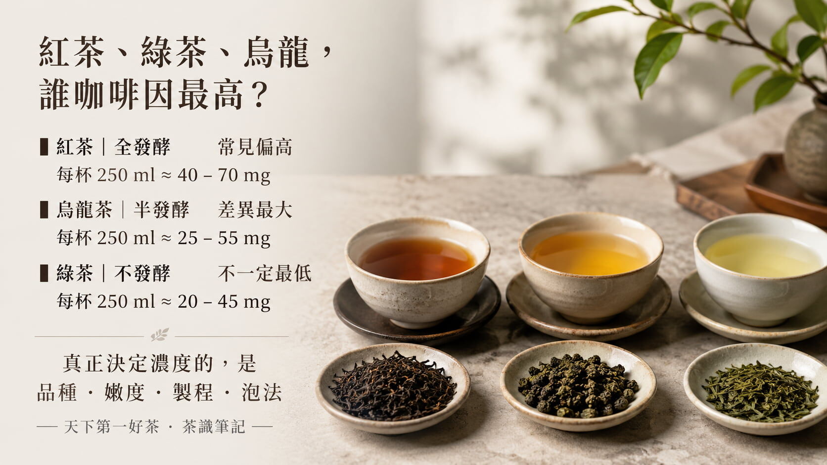 紅茶綠茶烏龍茶咖啡因含量比較圖，每杯250毫升的咖啡因毫克範圍與發酵程度對照