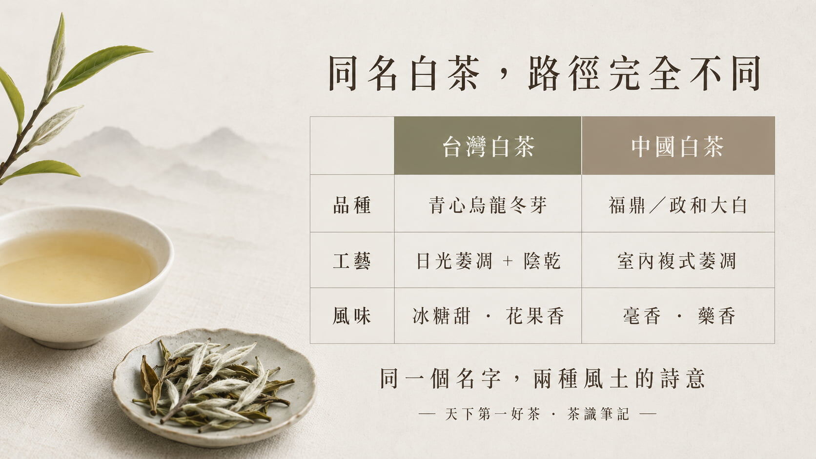 台灣白茶與中國白茶三大差異對照圖，青心烏龍與福鼎大白品種、日光陰乾與複式萎凋工藝、冰糖花果與毫香藥香風味的對比