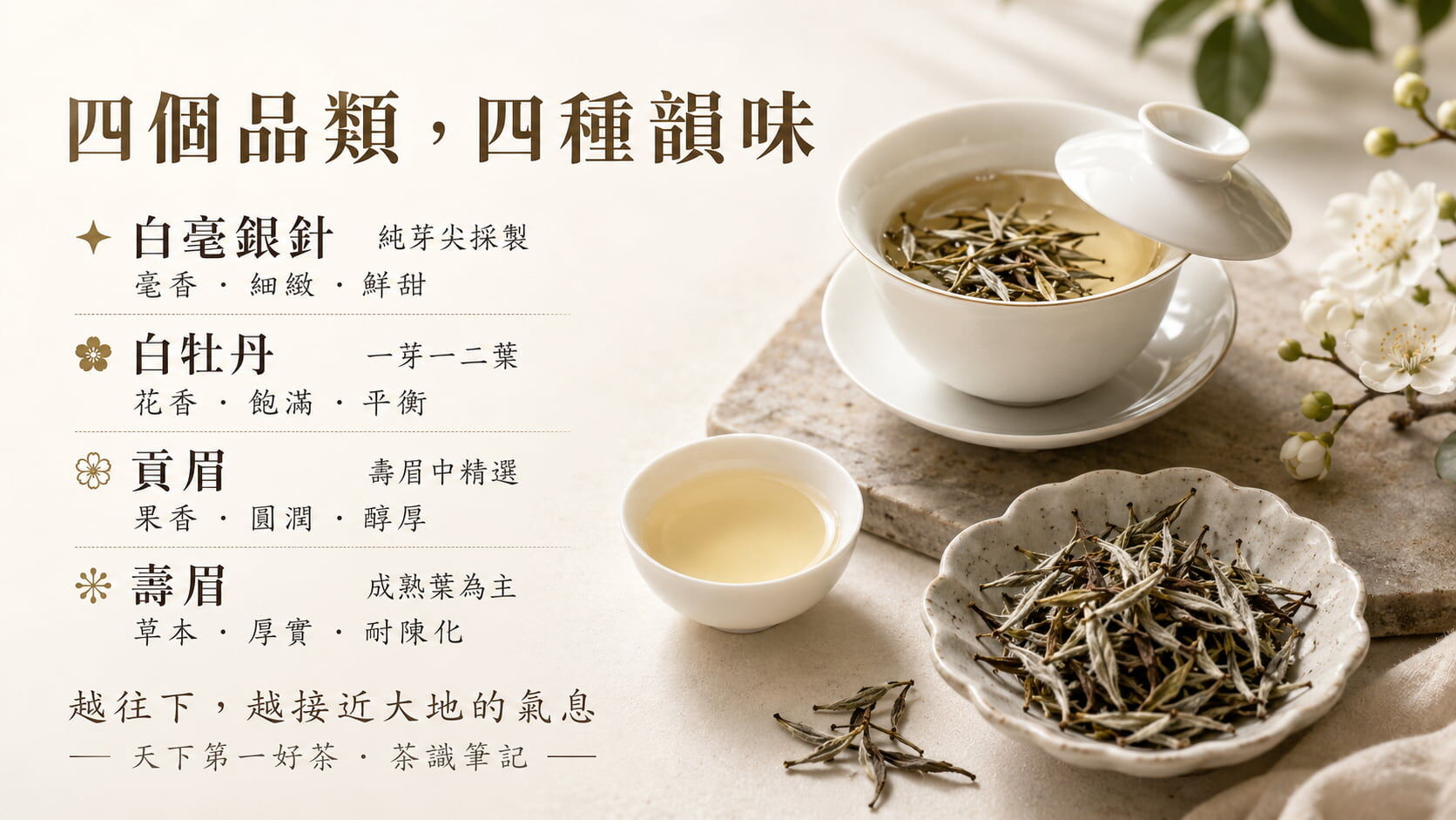白茶四大品類採摘等級與風味對照圖，白毫銀針純芽、白牡丹一芽一二葉、貢眉、壽眉成熟葉的風味差異