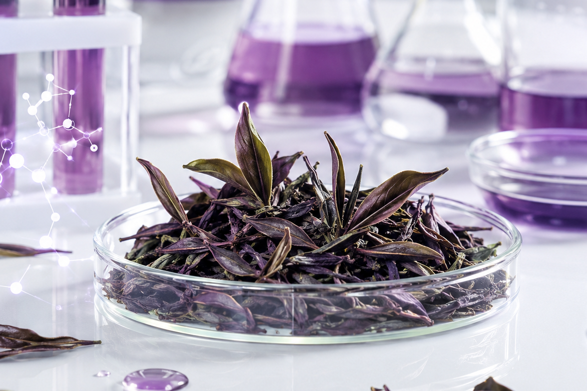 紫茶萃取物