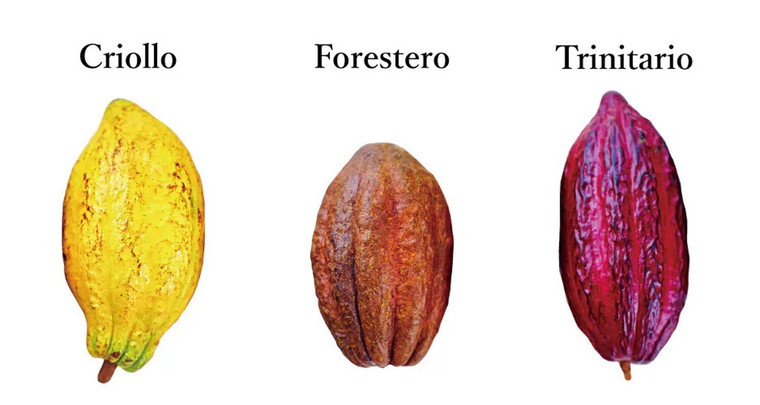 Criollo-Forastero-Trinitario-三種品種的可可果