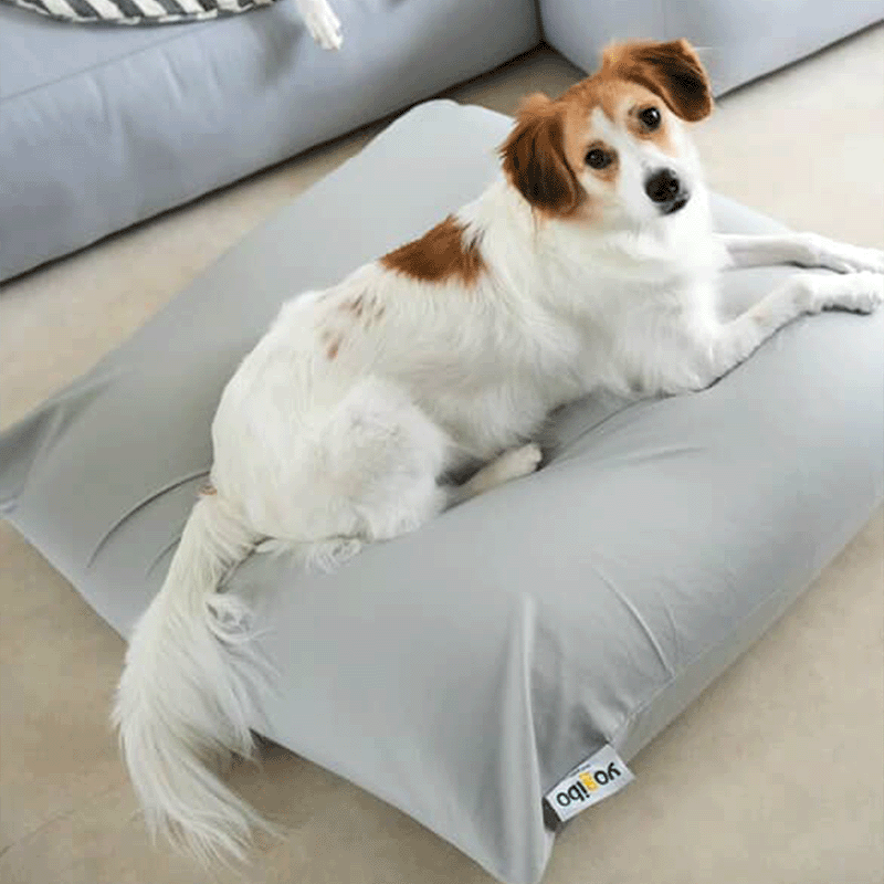 一隻大型犬趴在Mini小型沙法上回頭張望