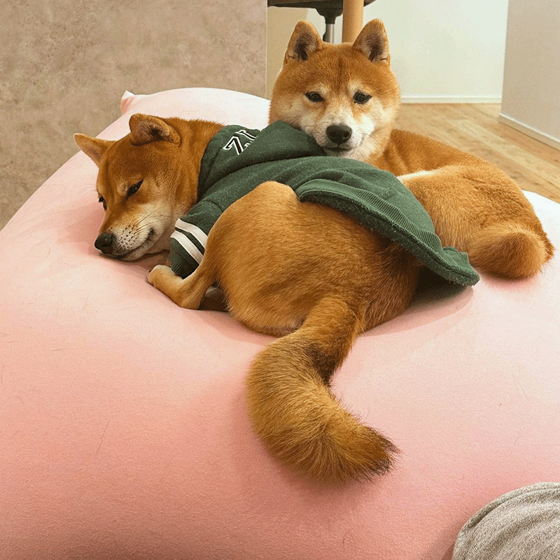 兩隻柴犬趴在Mini小型沙發上休息